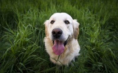 Canine I.Q.: How Smart is My Dog?