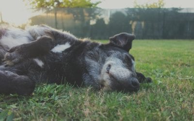 Doggie Daycare: Socialization, Emotional Well-Being, and More!