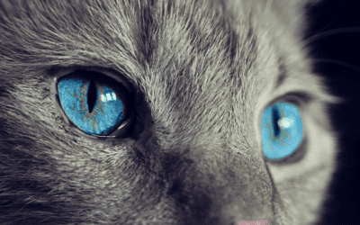 Your Pet’s Fear of the Vet: Why ULVH is Working to be a Stress-Free, Fear-Free Practice