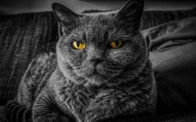 Is Your Cat a Bully?