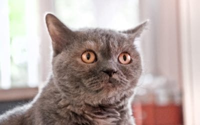 Complimentary Approaches to Treating Pet Anxiety