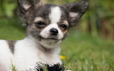 Bundles (& Barks) of Joy: Tips to Help Your Dog Adjust to Your New Baby
