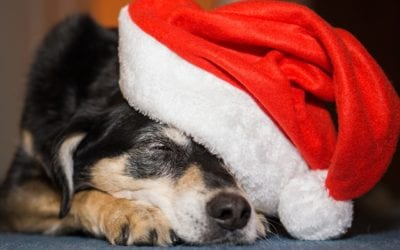 What’s Under the Tree for Me?