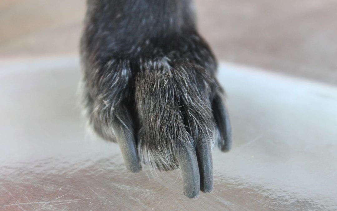 tips for cutting dogs nails