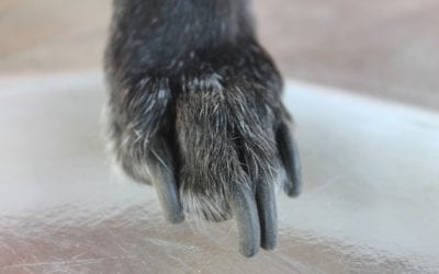 Trimming Dog Nails: Pro Tips to Help You Ace the Task