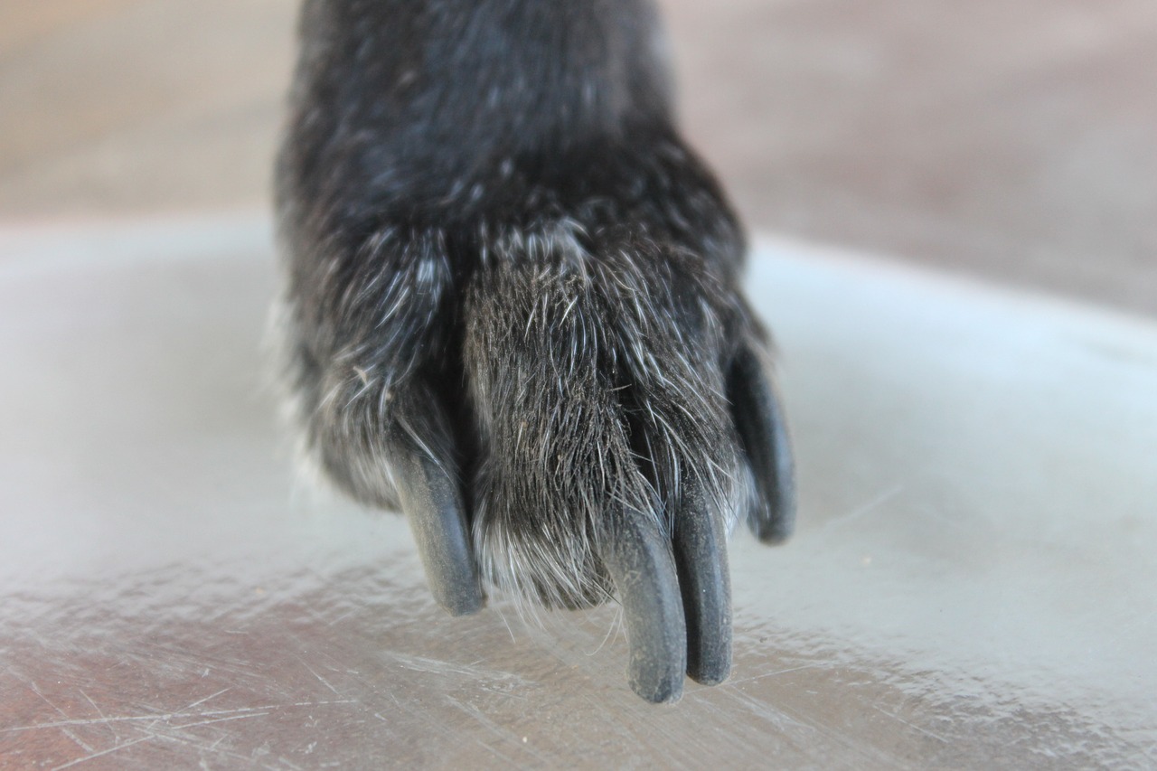Trimming Dog Nails: Pro Tips to Help You Ace the Task – Union Lake Pet  Services