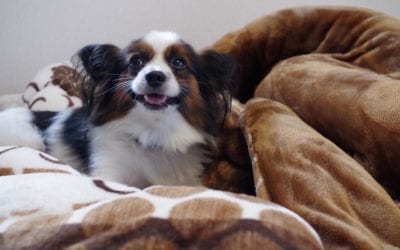 Happy Tails: Secrets to Successful Boarding