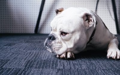 Shock Wave Therapy for Pets: Not as Scary as It Sounds!
