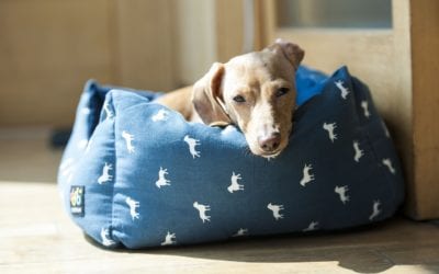 To Board or Not to Board: Considering the Canine Flu This Summer