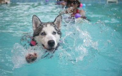 Union Lake Animal Hospital’s Animal Rehabilitation Center