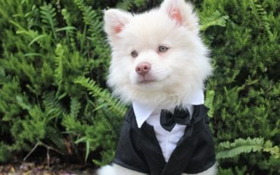 Dog Of Honor: How To Incorporate Your Dog In Your Wedding