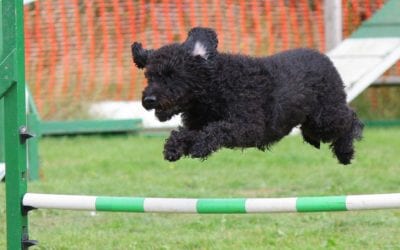 Teacher’s Pet: Fun, Effective Training Classes for Your Best Canine Pal