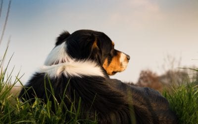 Union Lake’s Basic Dog Obedience Training – Effective for All Dogs