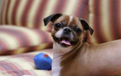 Pretty Kitties And Dapper Dogs: The Importance Of Pet Grooming