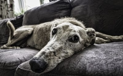 It’s Not About Age: The Benefits of Dog Training