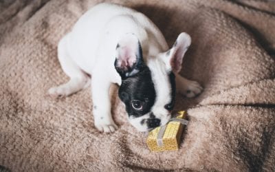 Tis’ The Season…For DIY Pet Gifts