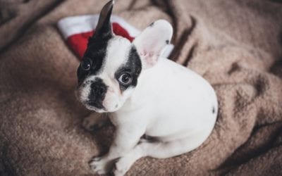Pet Adoption: Why You Should Wait