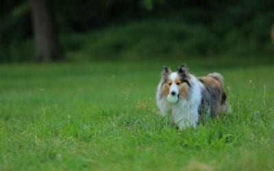 Dog Training: Rally and Agility