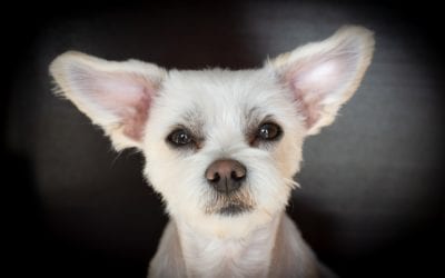 Unlocking the Great Pet Mysteries of the Universe