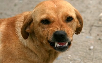 Dog Fights: What You Need to Know
