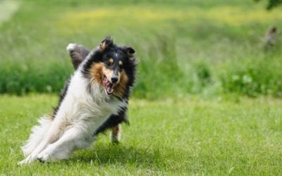 Stopping Your Dog from Chasing Animals