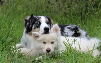 Your Guide to the Top Three Dog Training Struggles