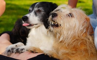 Positive Reinforcement Training: Addressing Common Dog Myths