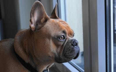The Basics of How to Clean Dog Ears
