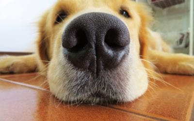 Easy As A-B-C: Help Your Pet Get Through The Back To School Blues
