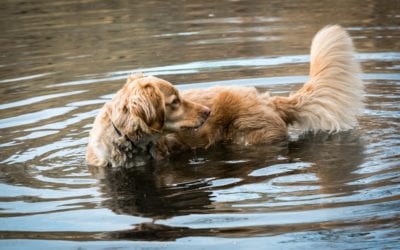 Canine Rehabilitation and Fitness: Something for Every Paw