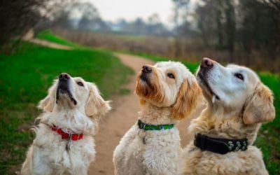 When Your Pet Seems Bored: Why Enrichment Matters