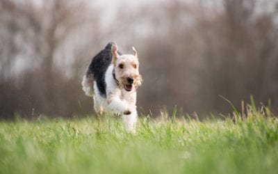 Active Dogs Are Happy Dogs: Agility Training and Fun Runs