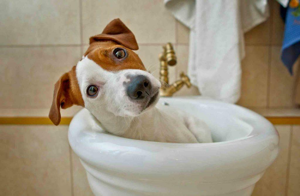 dogs drinking water from toilet