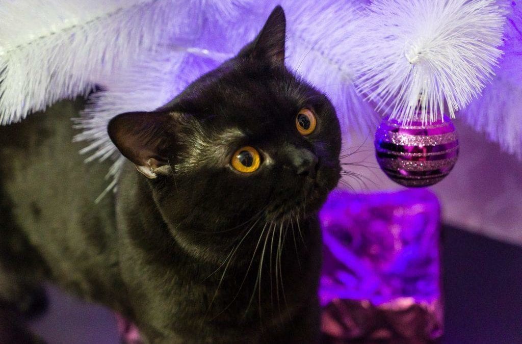 Saving the Christmas Tree: Combating Boredom in Indoor Cats