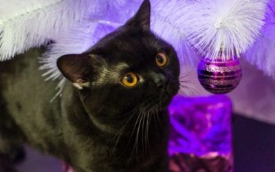 Saving the Christmas Tree: Combating Boredom in Indoor Cats