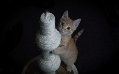 Kitty’s Got Options: All About Declaw Alternatives