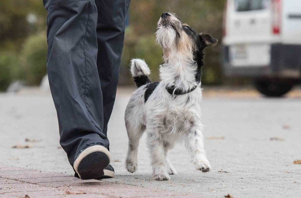 Dem Bones: How to Exercise an Arthritic Dog