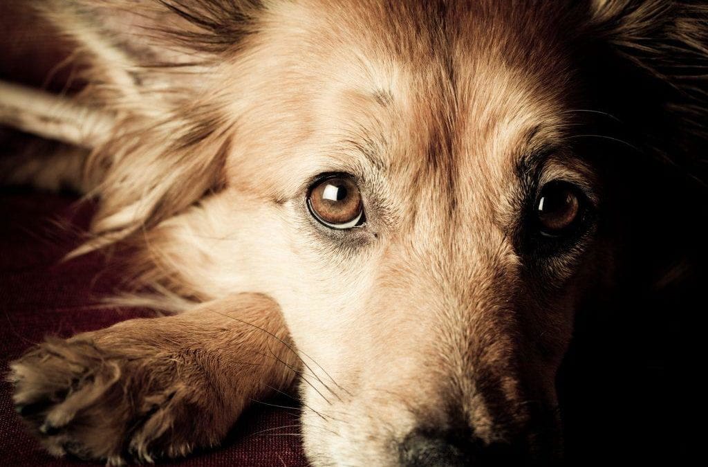 Do Pets Grieve Like Us?