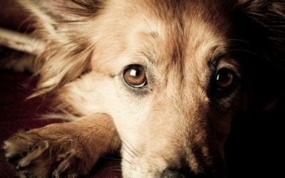 Do Pets Grieve Like Us?