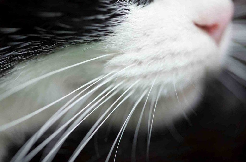 The Moment of Truth: What are Cat Whiskers Really For?