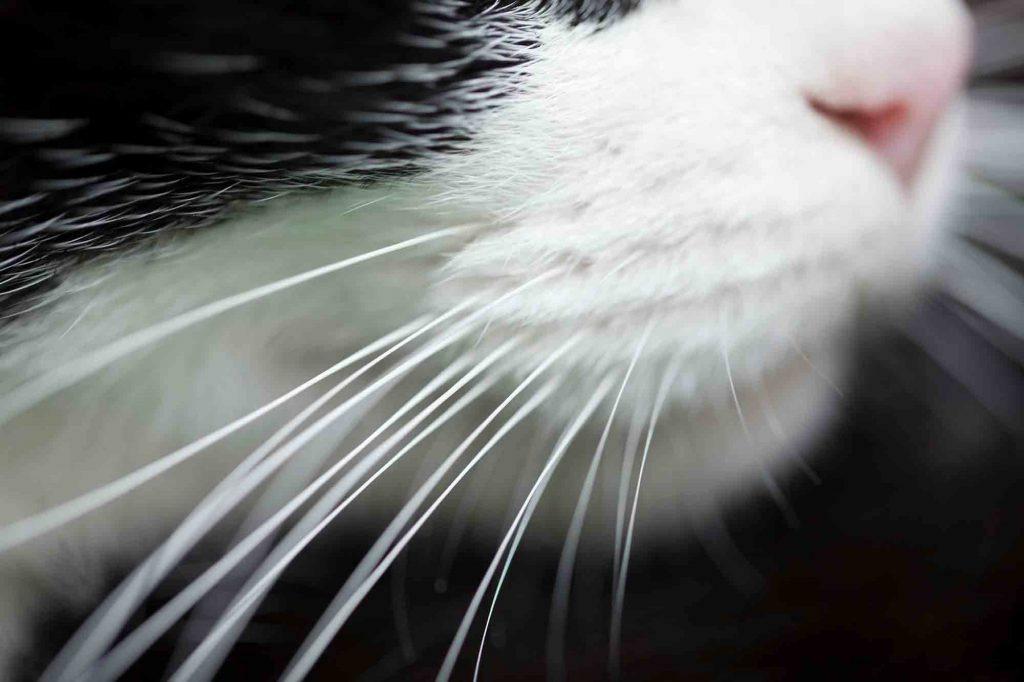 rocklin-ca-veterinary-blog-the-straight-story-on-whisker-fatigue