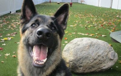 Union Lake’s Turf Yards Benefit Pets!