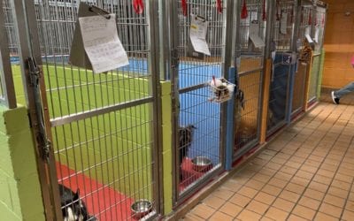 Your Ultimate Guide to Successful Pet Boarding
