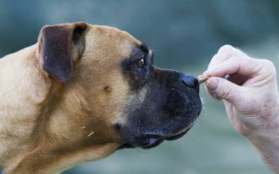 Chicken Soup for the Old Dog’s Soul: Feeding Your Senior Pet