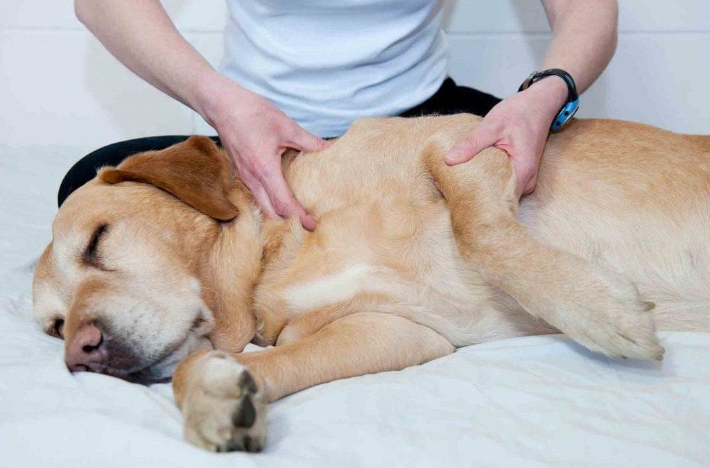 A Different Approach: Alternative Therapies for Pets