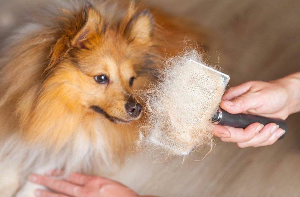 Let the Fur Fall: A Quick Guide to Pet Shedding This Spring