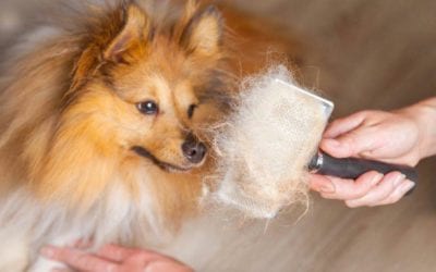 Let the Fur Fall: A Quick Guide to Pet Shedding This Spring