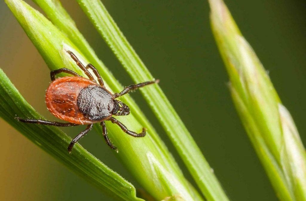 Ticks and Pets: What You Need To Know