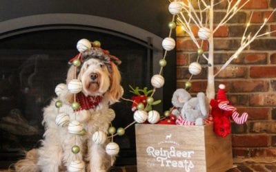 Pet Gifts for the Pet Who Has It All