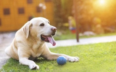 What Time Is It? Time to Review Our Top 10 Pet Care Blogs of the Year!
